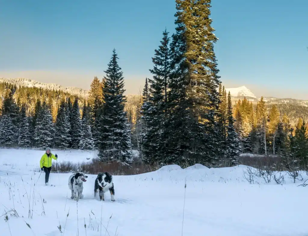 A person in a yellow jacket is cross country skiing with two dogs running alongside them in a snowy forest setting