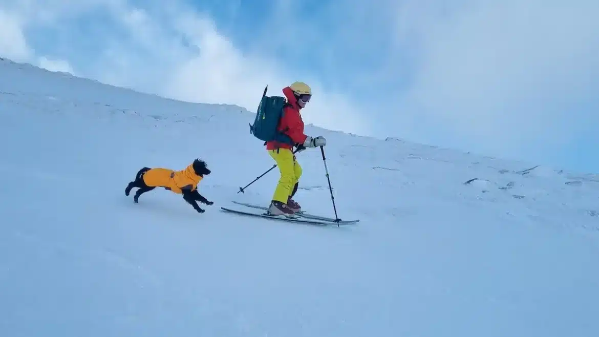 A skier and a dog in a jacket skiing down a snowy slope