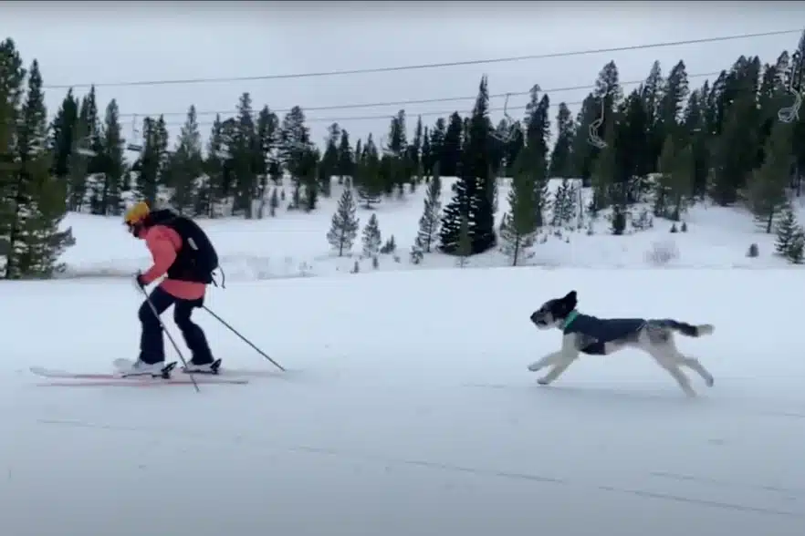 A skier in a pink jacket with a backpack skis while a dog in a blue jacket runs alongside on the snow